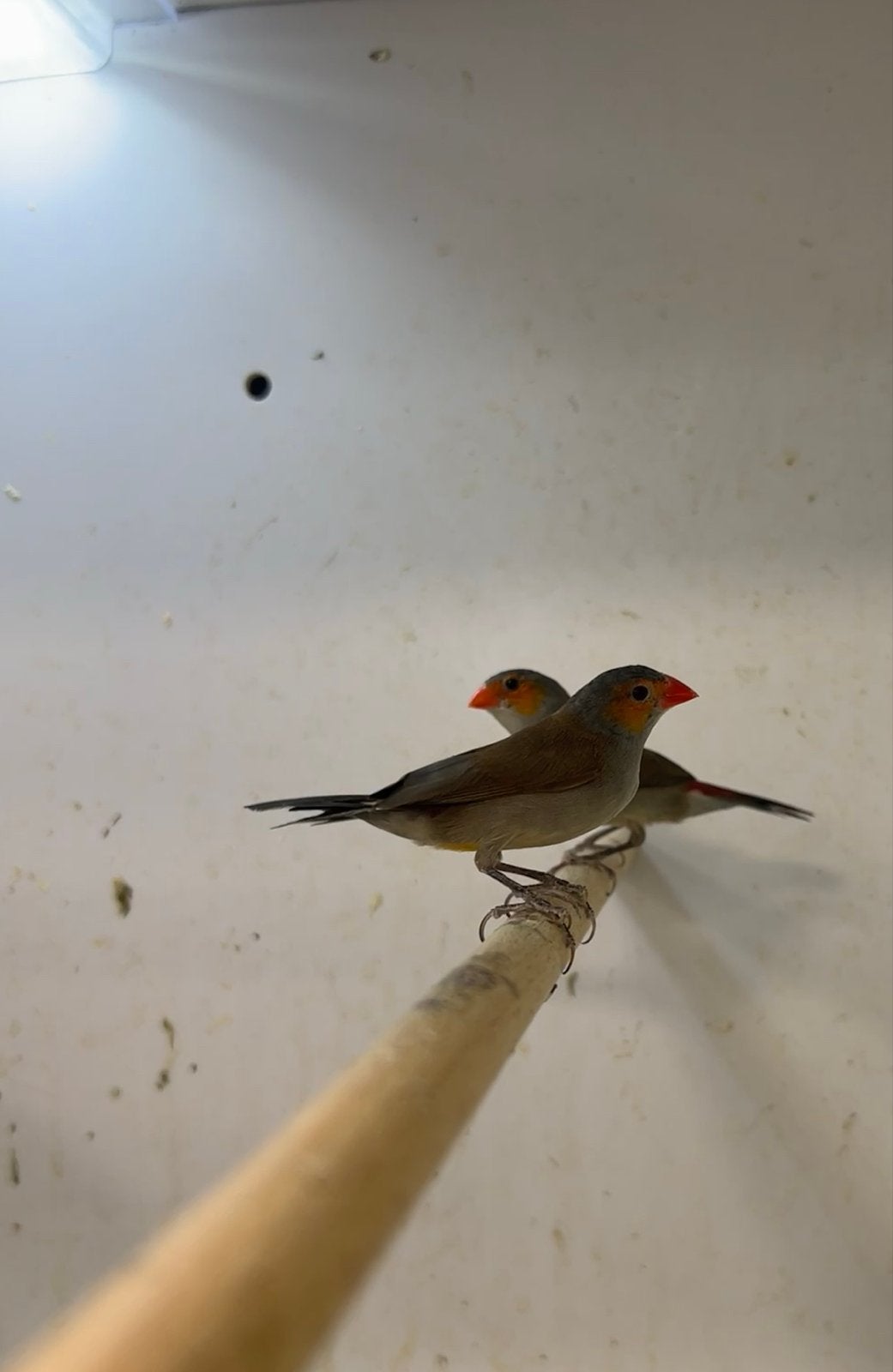 0-2 oranjekaakjes, Dieren en Toebehoren, Vogels | Overige Vogels, Vrouwelijk, Tropenvogel, Geringd