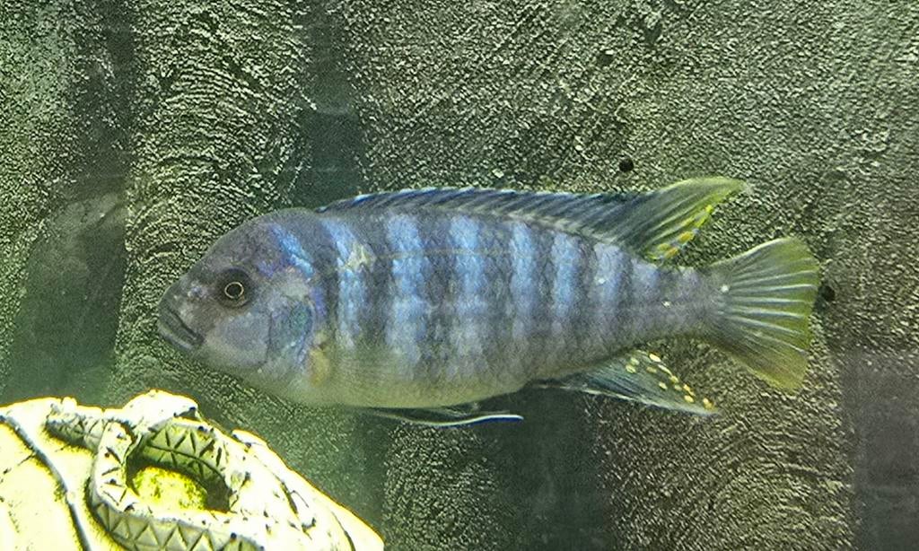 3 malawi cichlide vissen, Dieren en Toebehoren, Vissen | Aquariumvissen, Vis