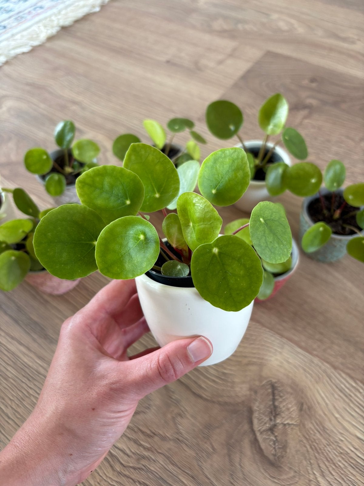 Pannenkoekenplantjes, Ophalen, Halfschaduw, Minder dan 100 cm