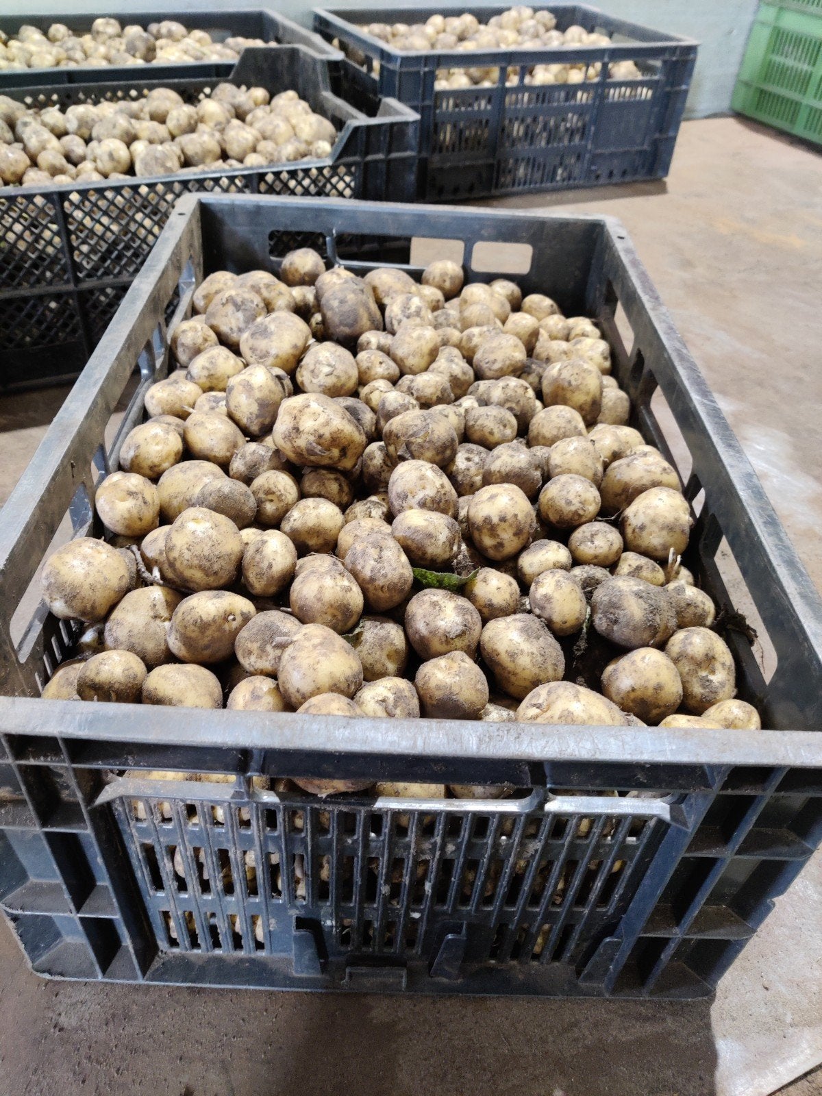 Nieuwe aardappelen parel, Ophalen of Verzenden
