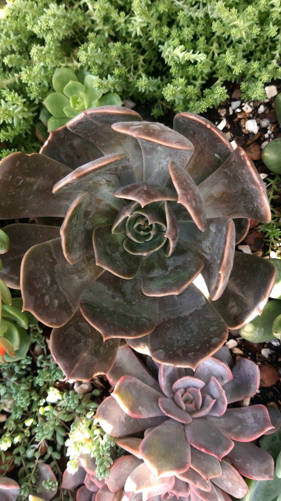 Vetplant succulent, Ophalen of Verzenden, Halfschaduw, Minder dan 100 cm