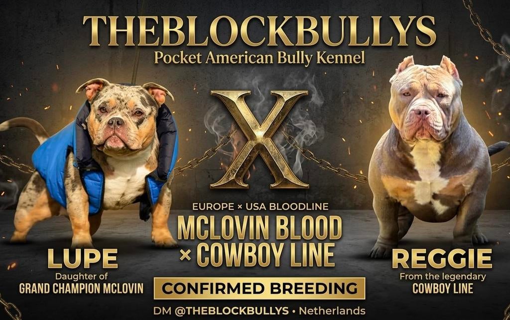 THEBLOCKBULLYS – Exclusieve Pocket American Bully pups, Parvo, 8 tot 15 weken, Teef, Bulldog