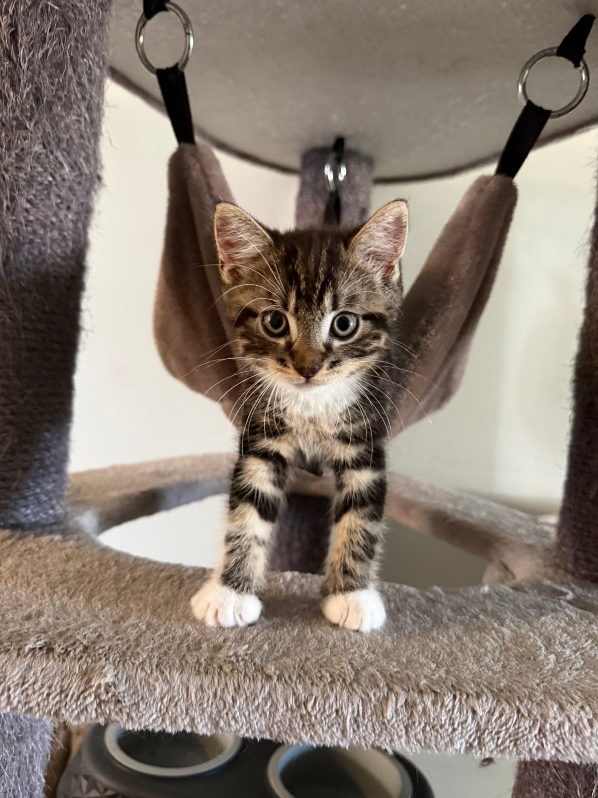 Noorse/syberische boskittens mogen per vandaag weg, Dieren en Toebehoren, Kater