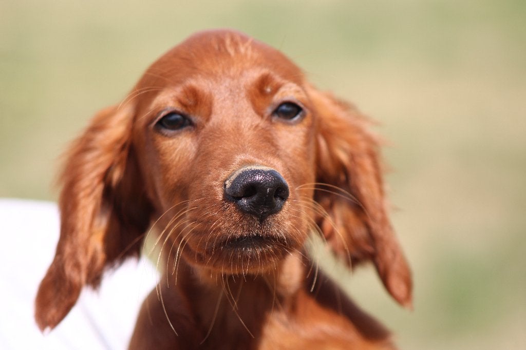 Ierse setter pups, Parvo, 8 tot 15 weken, Meerdere, Meerdere dieren