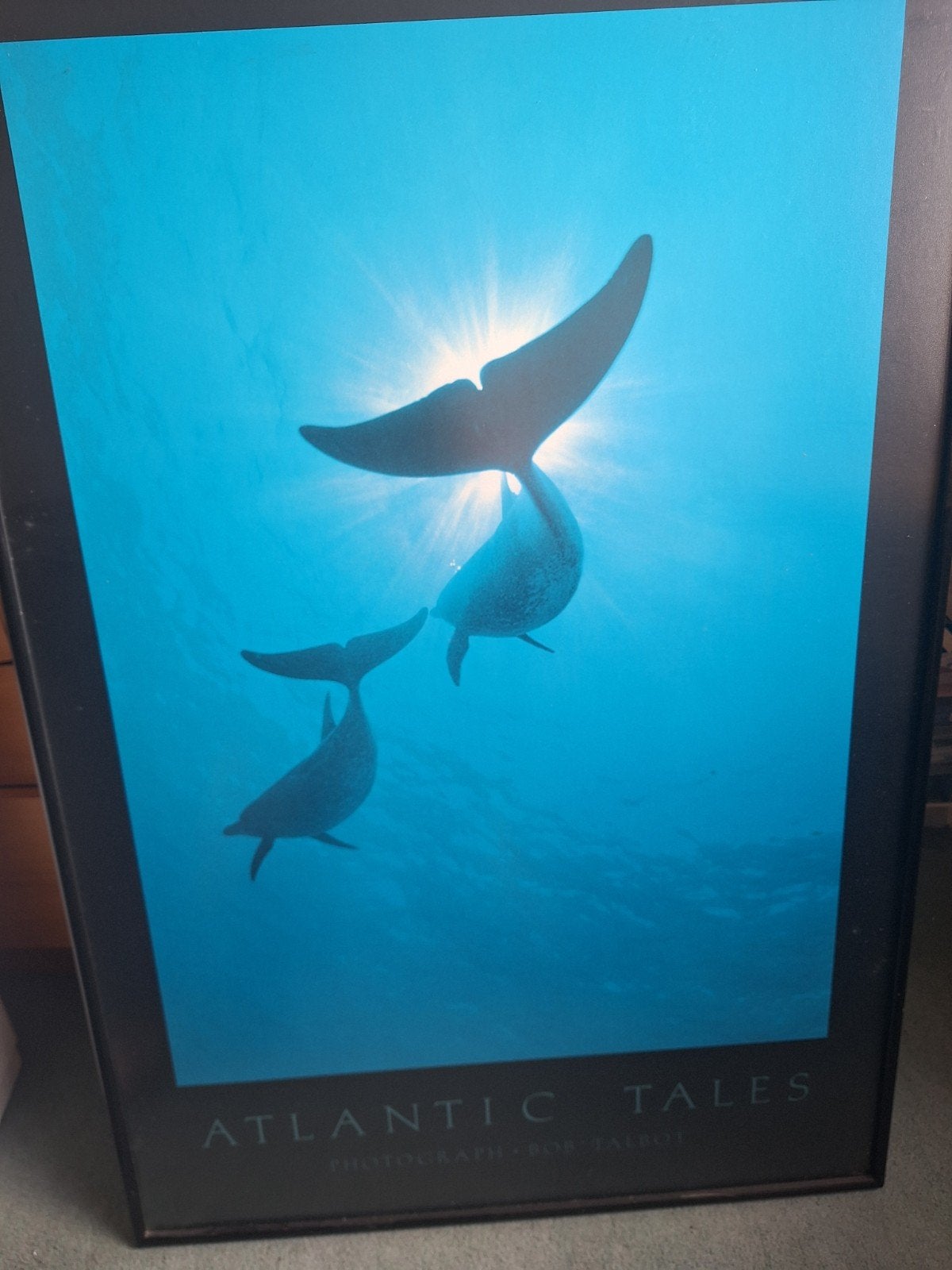Te koop: ingelijste poster Atlantic tales, met ontspiegeld g, Ophalen, Met lijst, A1 t/m A3, Dier of Natuur