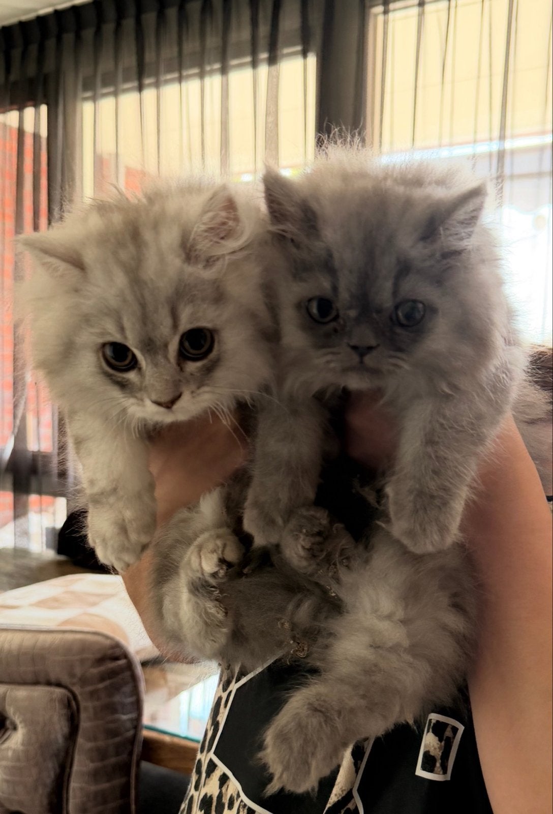 2 briste langhaar katertjes samen voor 750.-, Dieren en Toebehoren, Kater, Gechipt, 0 tot 2 jaar