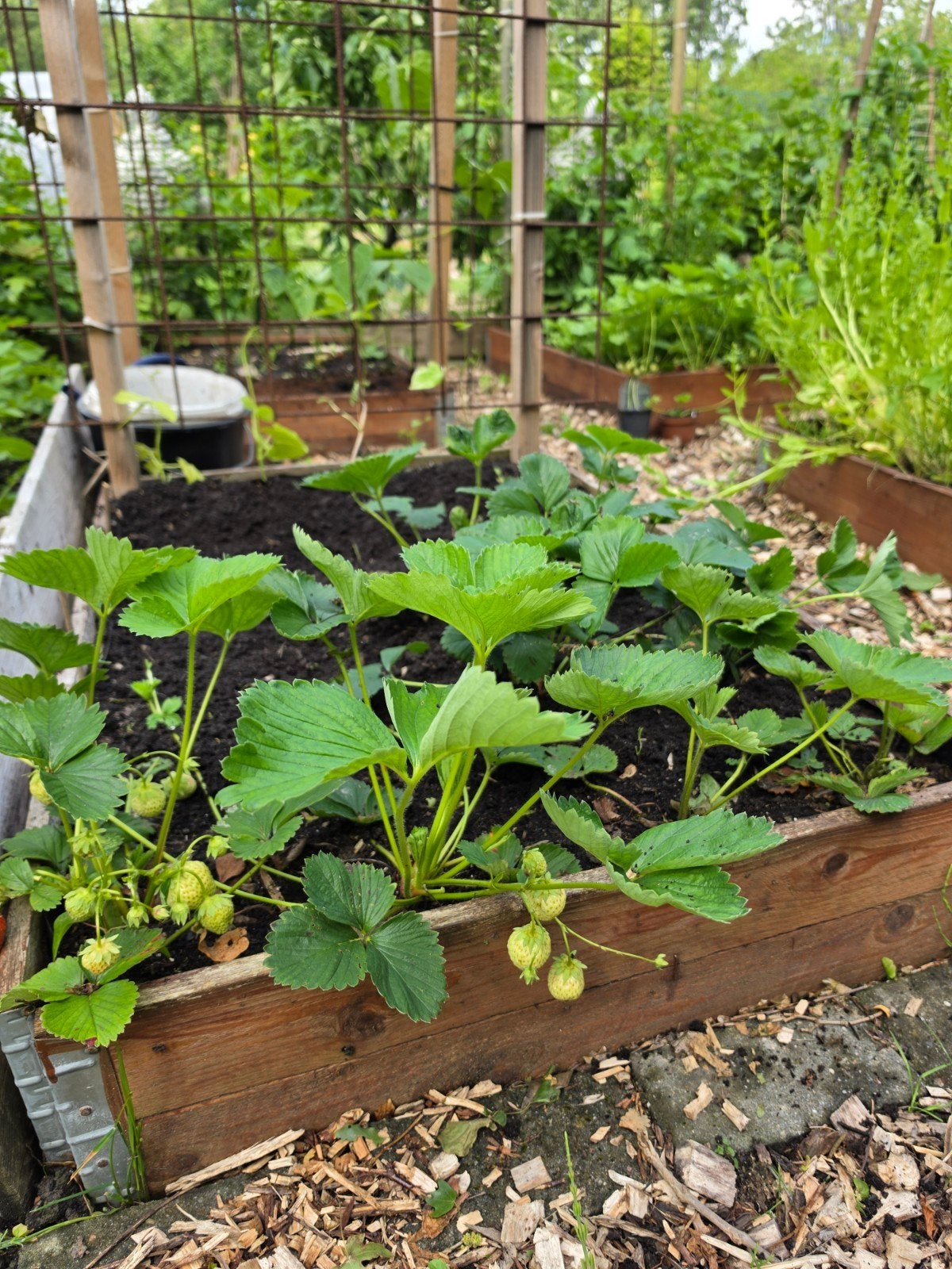 Aardbeiplanten: groot en klein, voor heerlijke aardbeien, Tuin en Terras, Planten | Tuinplanten, Volle zon, Vaste plant, Ophalen of Verzenden
