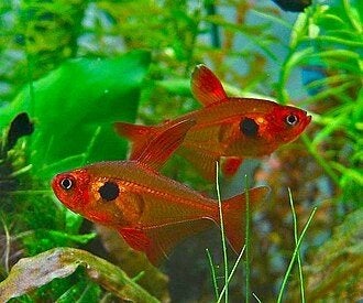 6 x Rode Fantoomzalm(aquarium/vissen/scholenvisje), Dieren en Toebehoren, Vis, Zoetwatervis, Schoolvis