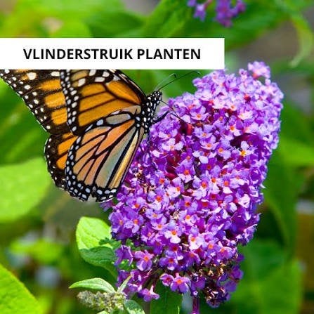 Vlinderstruiken: 3x wit, paars en blauwpaars, Ophalen, Overige soorten, Volle zon