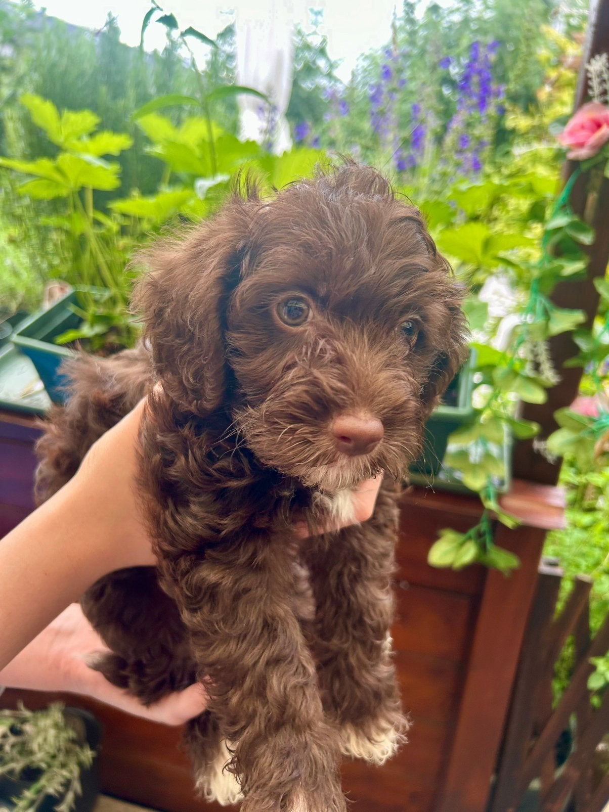 Pups, Dieren en Toebehoren, 8 tot 15 weken, Meerdere, Nederland, Particulier