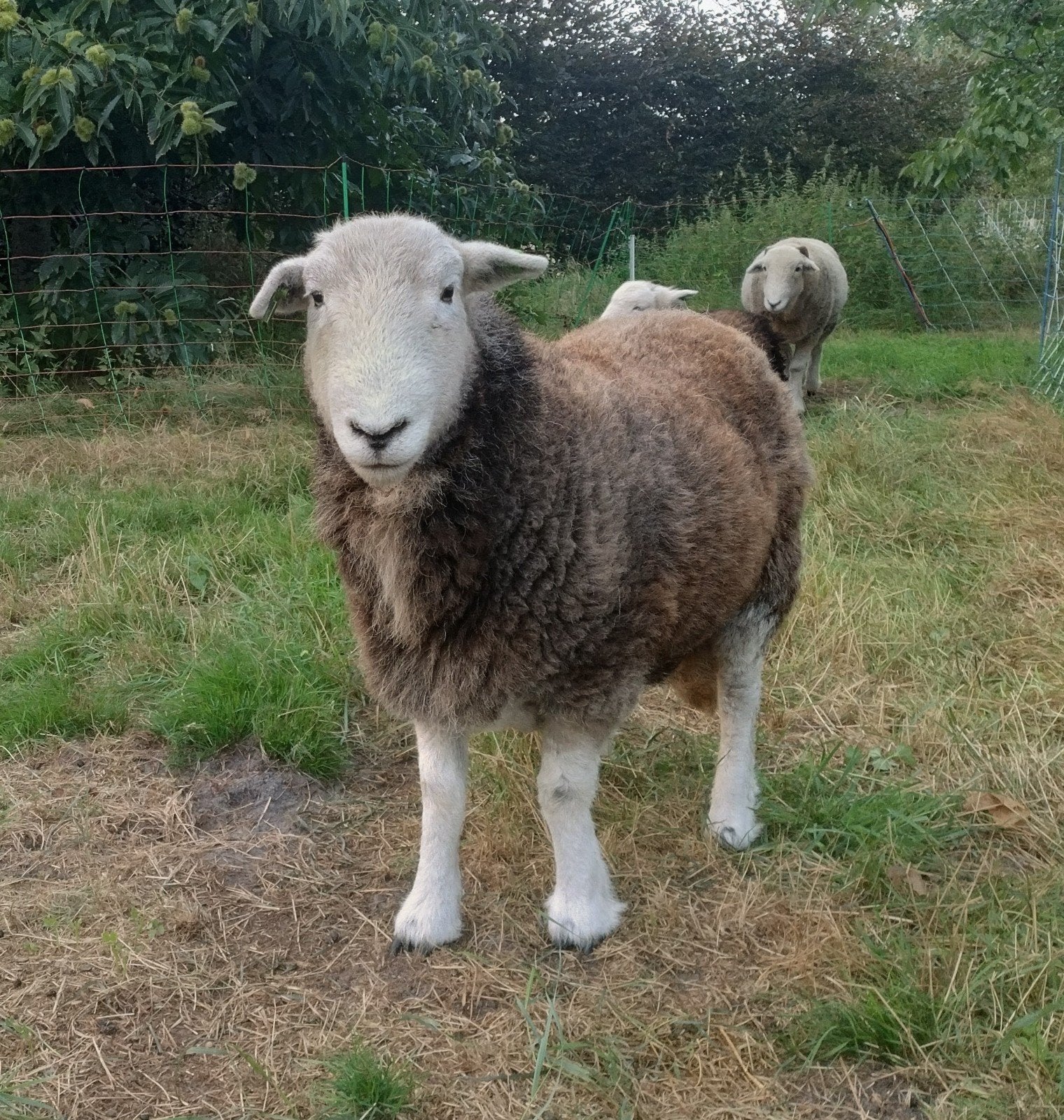 herdwick schapen, Dieren en Toebehoren, Vrouwelijk, Schaap, 0 tot 2 jaar