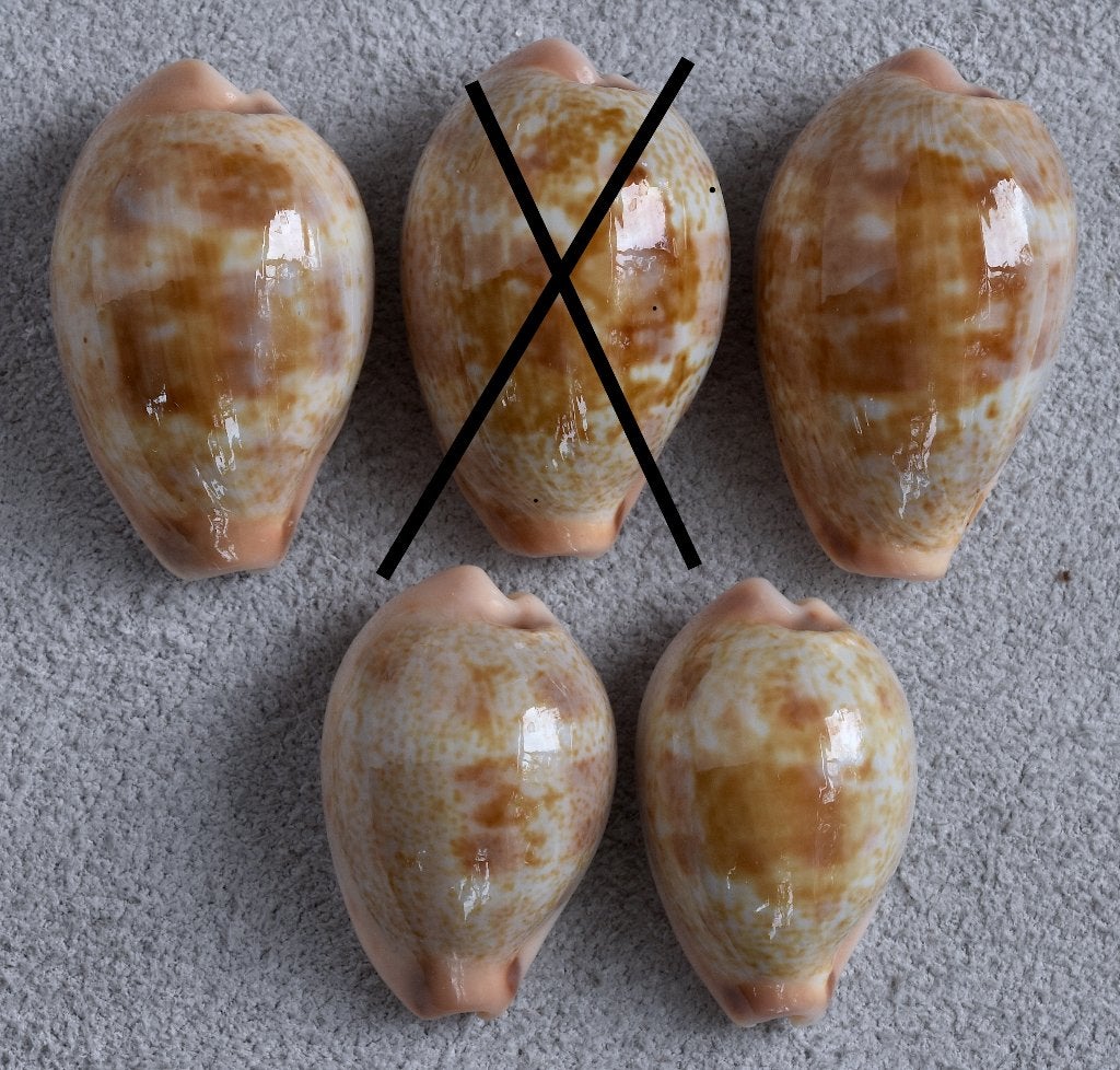 Schelpen: Cypraea subviridis 22-26,5mm  (Gem), Ophalen of Verzenden, Schelp(en)