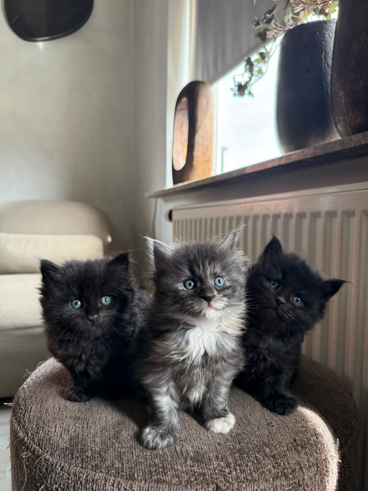 Maine coon X ragdoll kittens ( gereserveerd ), Meerdere dieren, Ontwormd, 0 tot 2 jaar