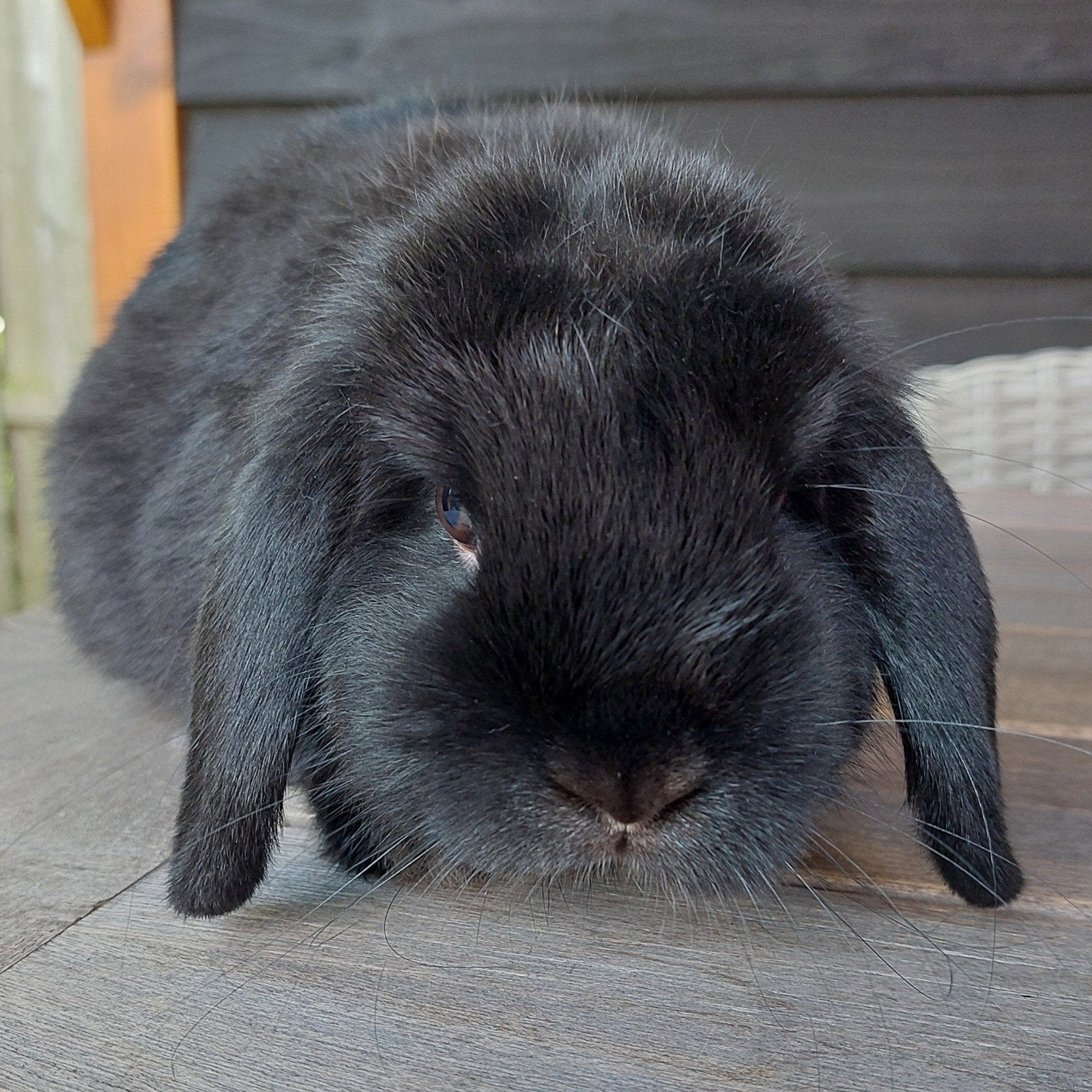 Mooie Nederlandse Hangoor Dwerg!, Dieren en Toebehoren, Konijnen, Mannelijk, Dwerg, Hangoor, 0 tot 2 jaar