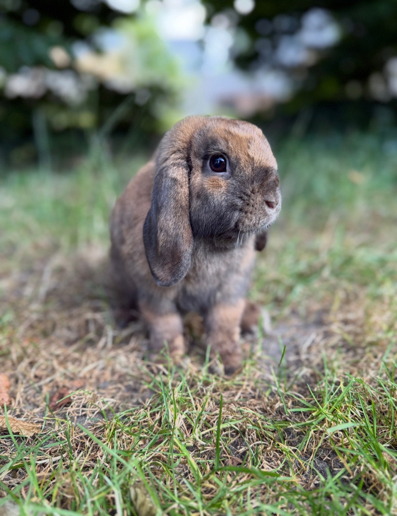 Nederlandse hangoordwerg Daisy, Dieren en Toebehoren, Meerdere dieren, Dwerg, Hangoor, 0 tot 2 jaar