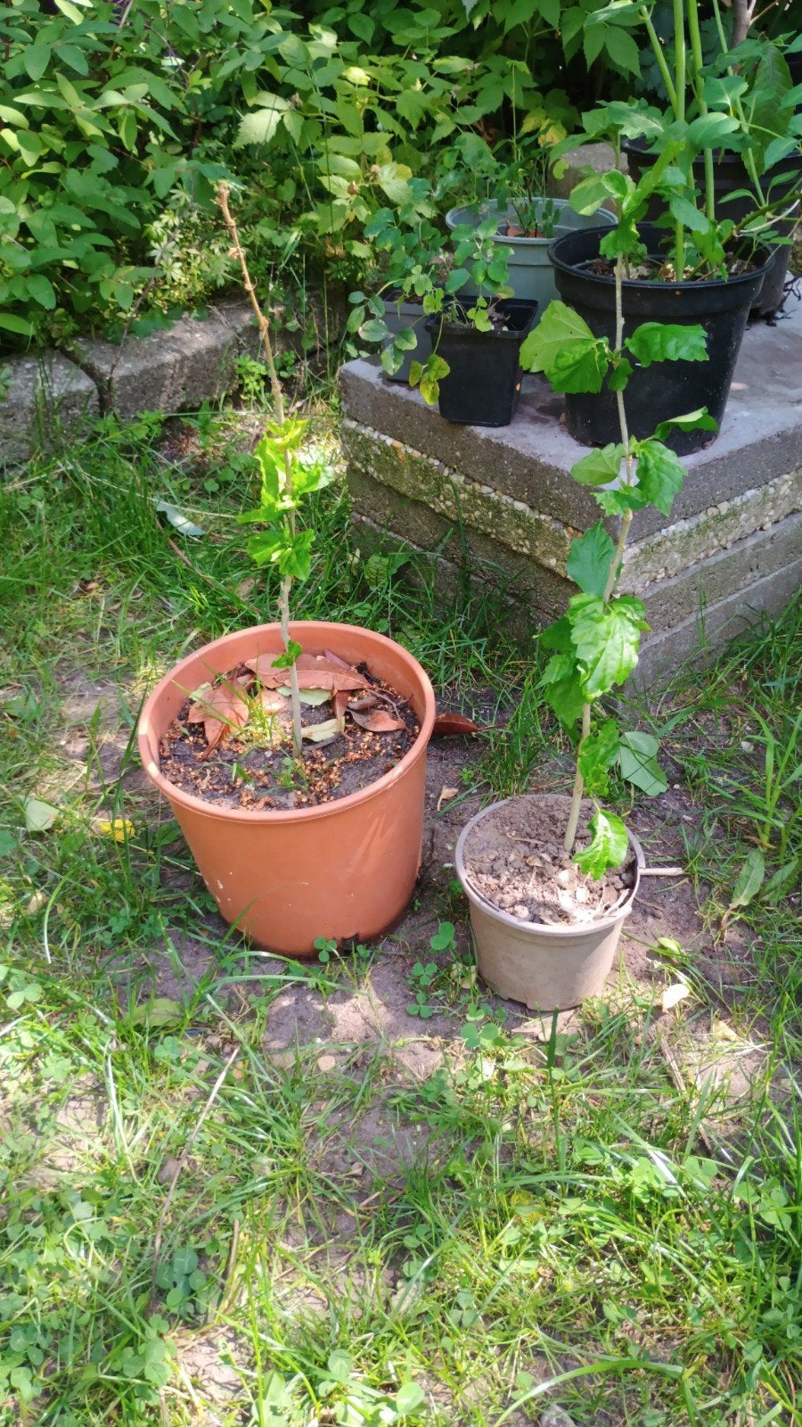 Hibiscus plantjes, Ophalen, Minder dan 100 cm, Overige soorten, Zomer