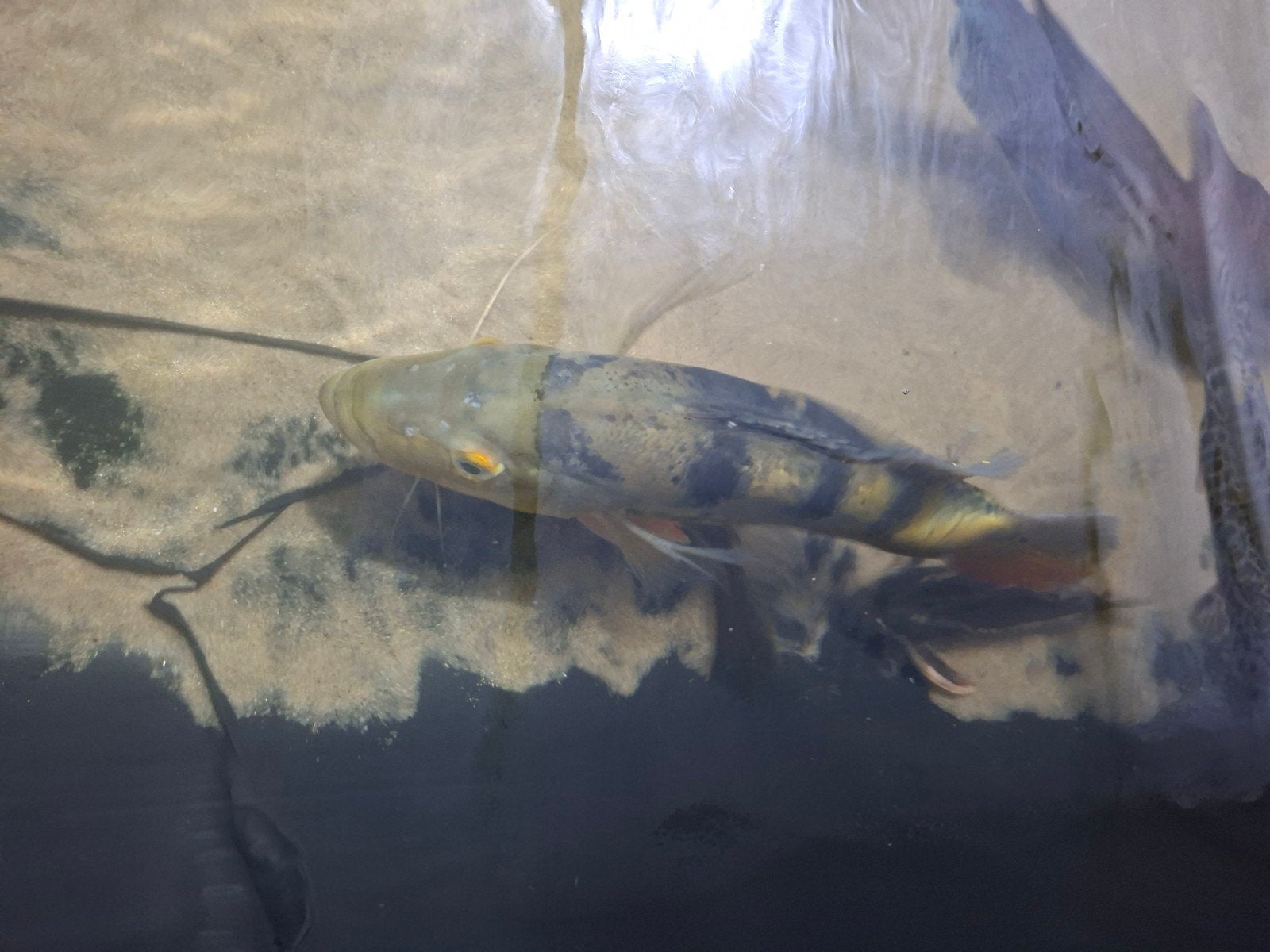 Cichla monocules 47cm, Dieren en Toebehoren, Vis