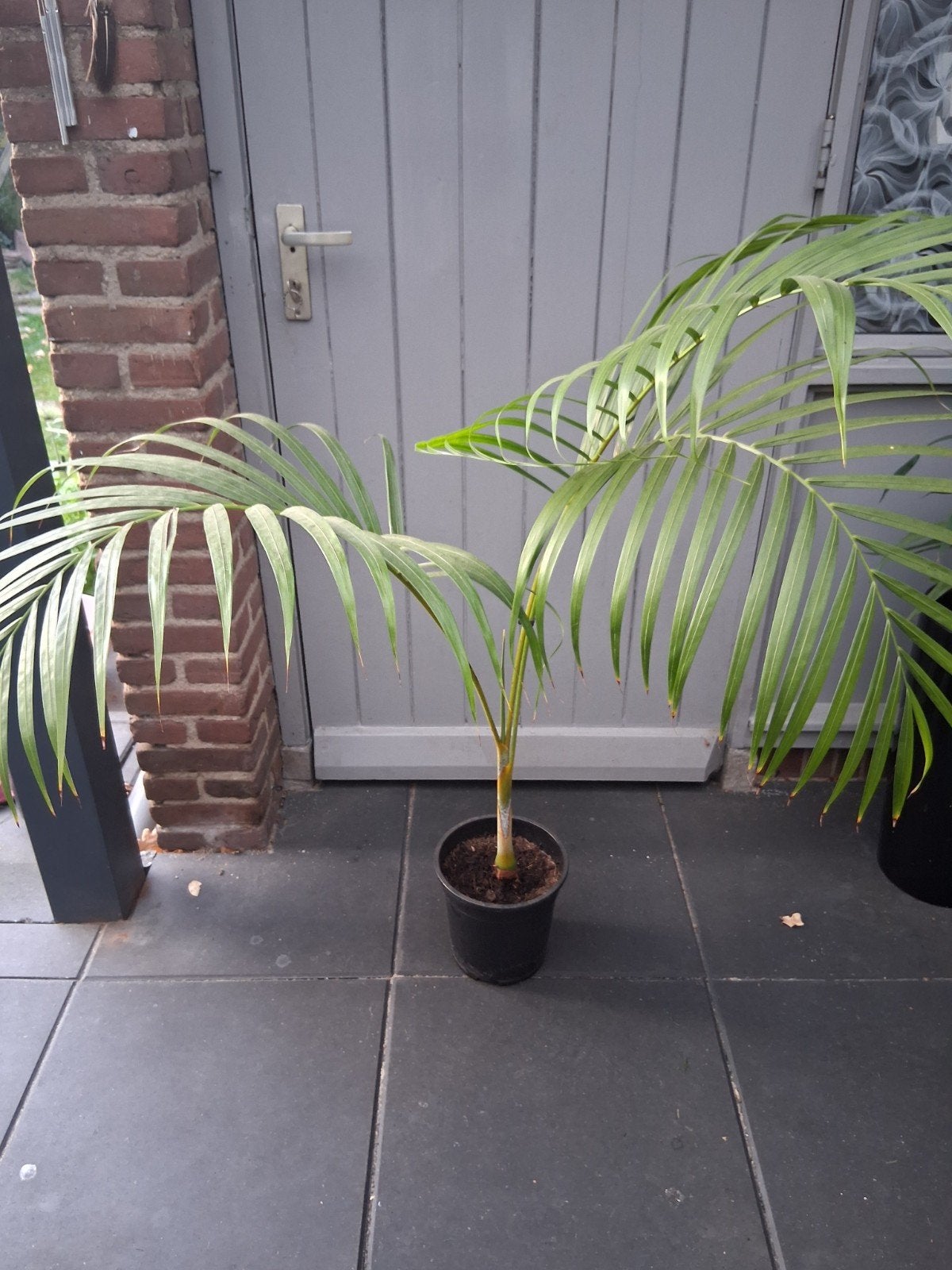 Areca Palm - Ideaal voor binnen, Ophalen