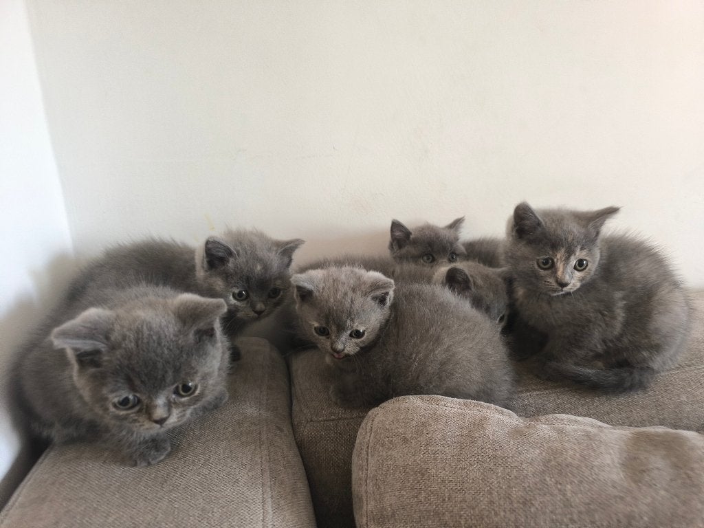 Brits Korthaar kittens Blue Tortie, Dieren en Toebehoren, Meerdere dieren, Ontwormd, 0 tot 2 jaar