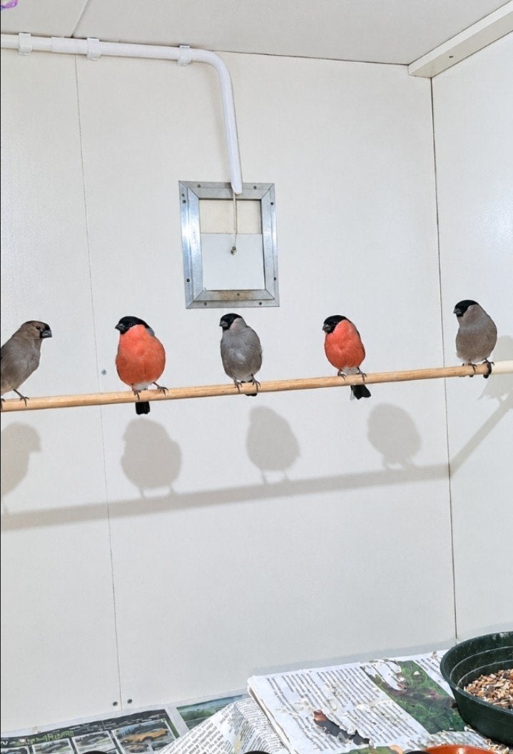 goudvinken 2026 noorse goudvinken correct geringd, Meerdere dieren, Wildzangvogel, Geringd