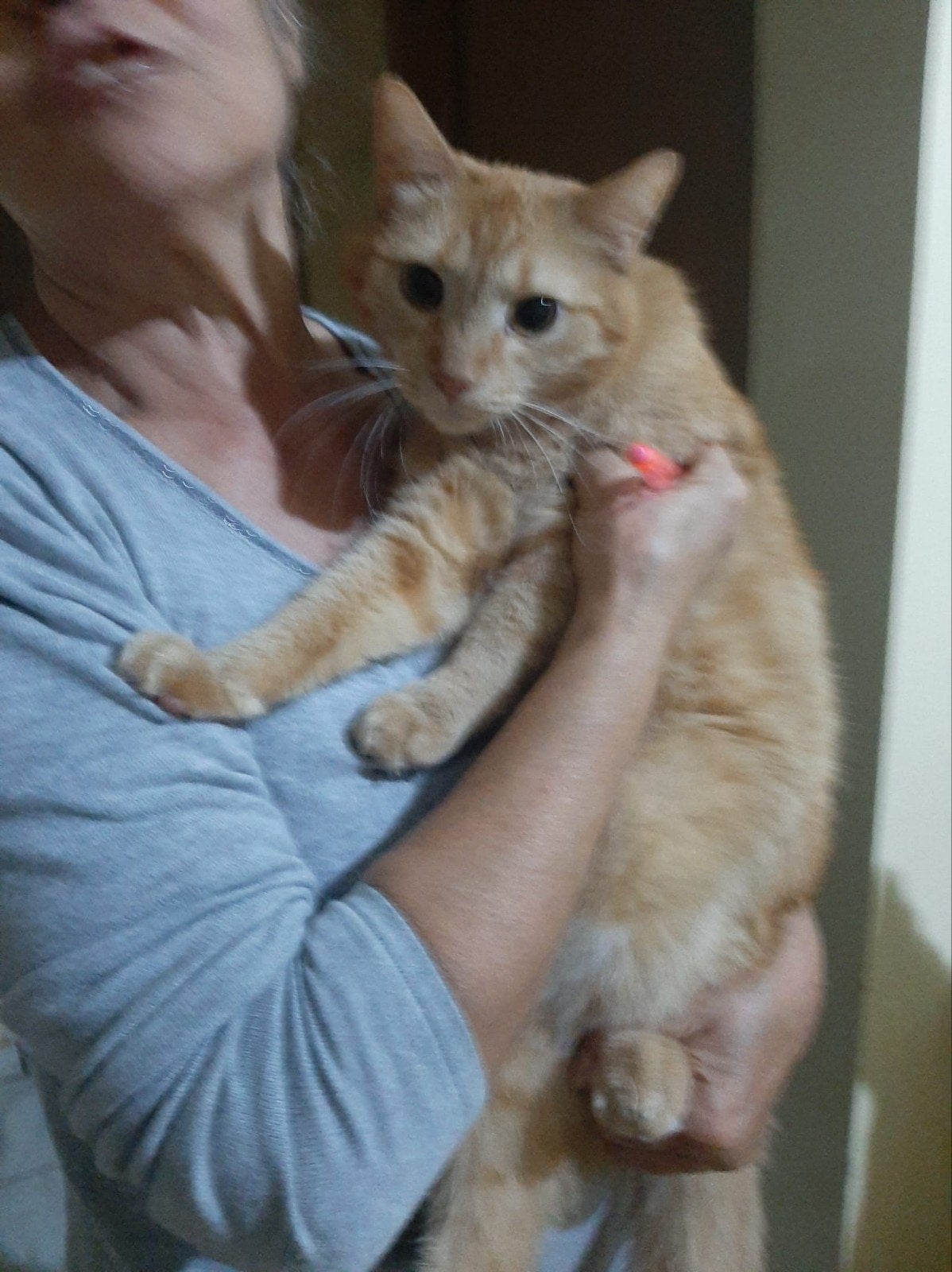 Sammy ter adoptie, Dieren en Toebehoren, Kater, Kortharig, 3 tot 5 jaar