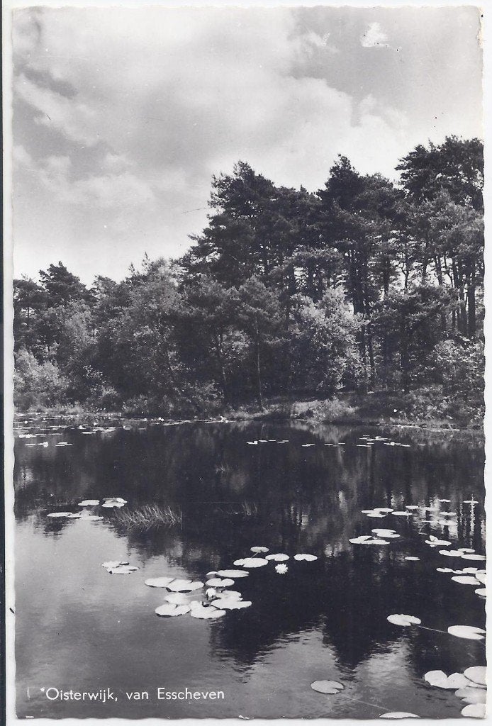 Oisterwijk esscheven gelopen ansichtkaart ( b275 ), Ophalen of Verzenden, 1940 tot 1960, Gelopen, Noord-Brabant