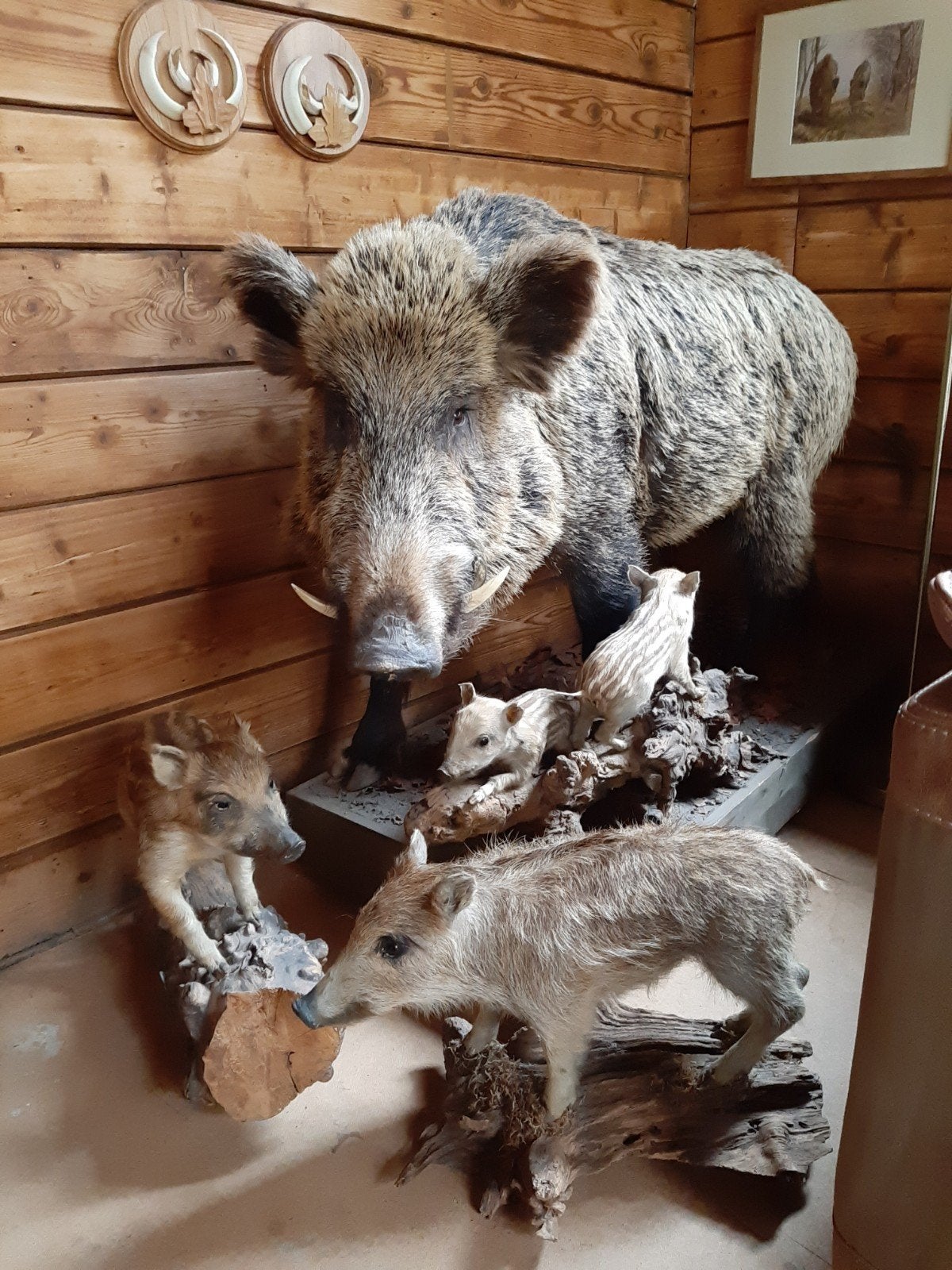Indrukwekkende Keiler met Frislingen - Duitse topkwaliteit, Verzamelen, Ophalen, Gebruikt, Wild dier, Opgezet dier