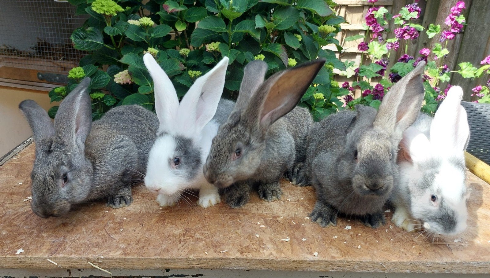 Jonge Duitse Reuzen rammen te koop, Mannelijk, Groot, 0 tot 2 jaar