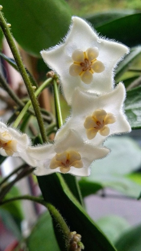 Hoya stoneana, Overige soorten, Minder dan 100 cm, Bloeiende kamerplant, Halfschaduw
