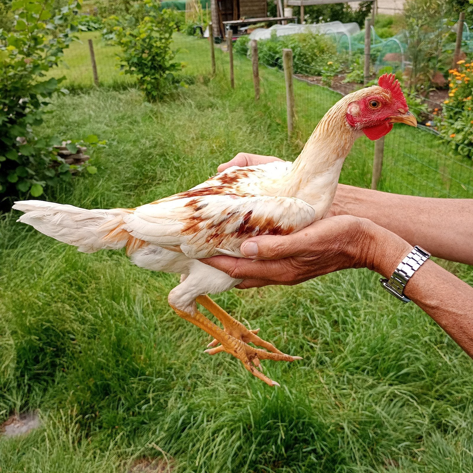Twee haantjes Modern Engels Vechthoen, Dieren en Toebehoren, Pluimvee, Mannelijk, Kip