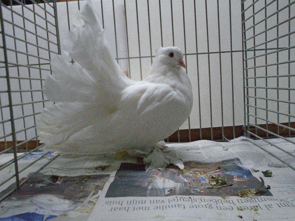 Indiase pauwstaarten, Meerdere dieren, Overige soorten