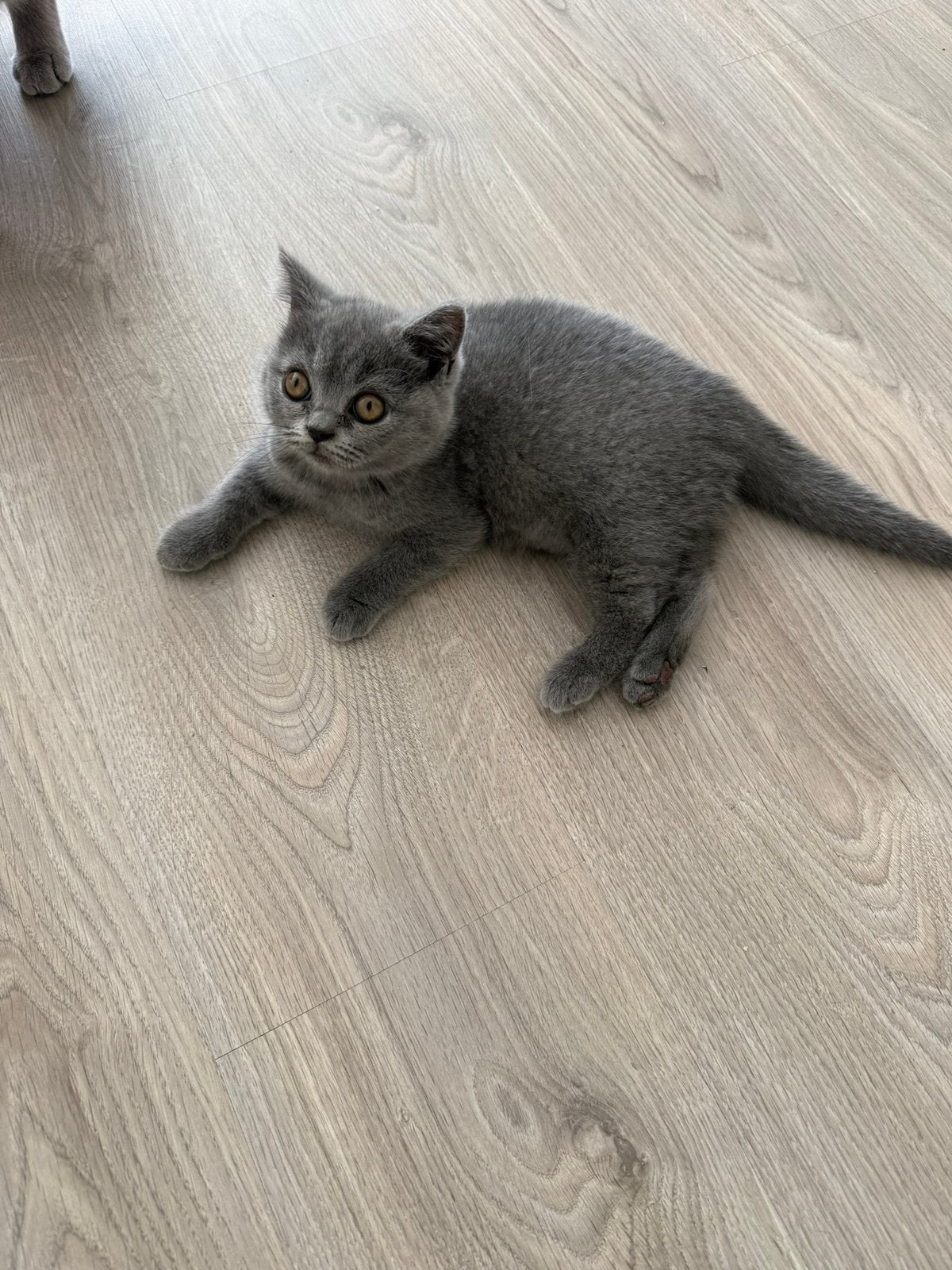Raszuiver britse korthaar kittens, Poes, Ontwormd, 0 tot 2 jaar