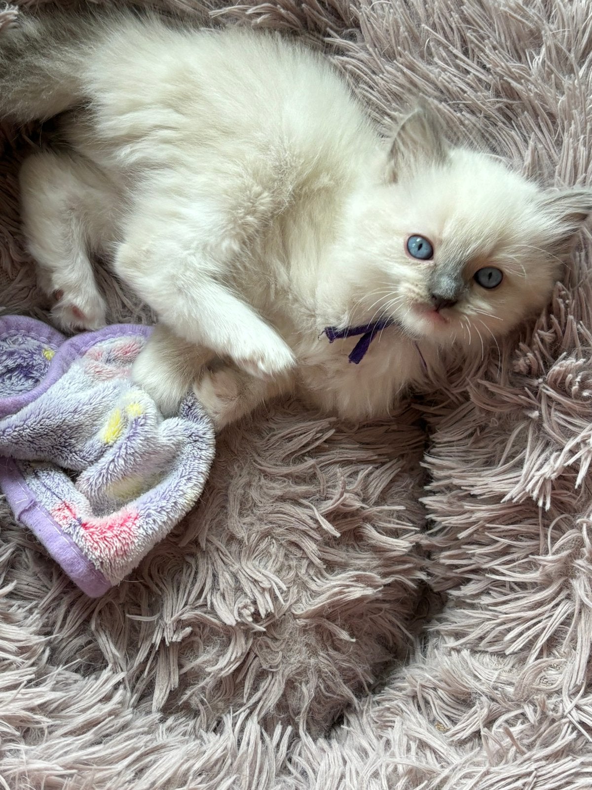 Ragdoll Blue Point Mitted & Seal Point Mitted Kitten, Kater, Gechipt, 0 tot 2 jaar