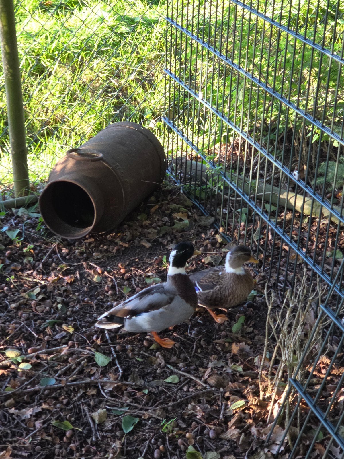 koppel kwakers, Dieren en Toebehoren, Meerdere dieren, Kip