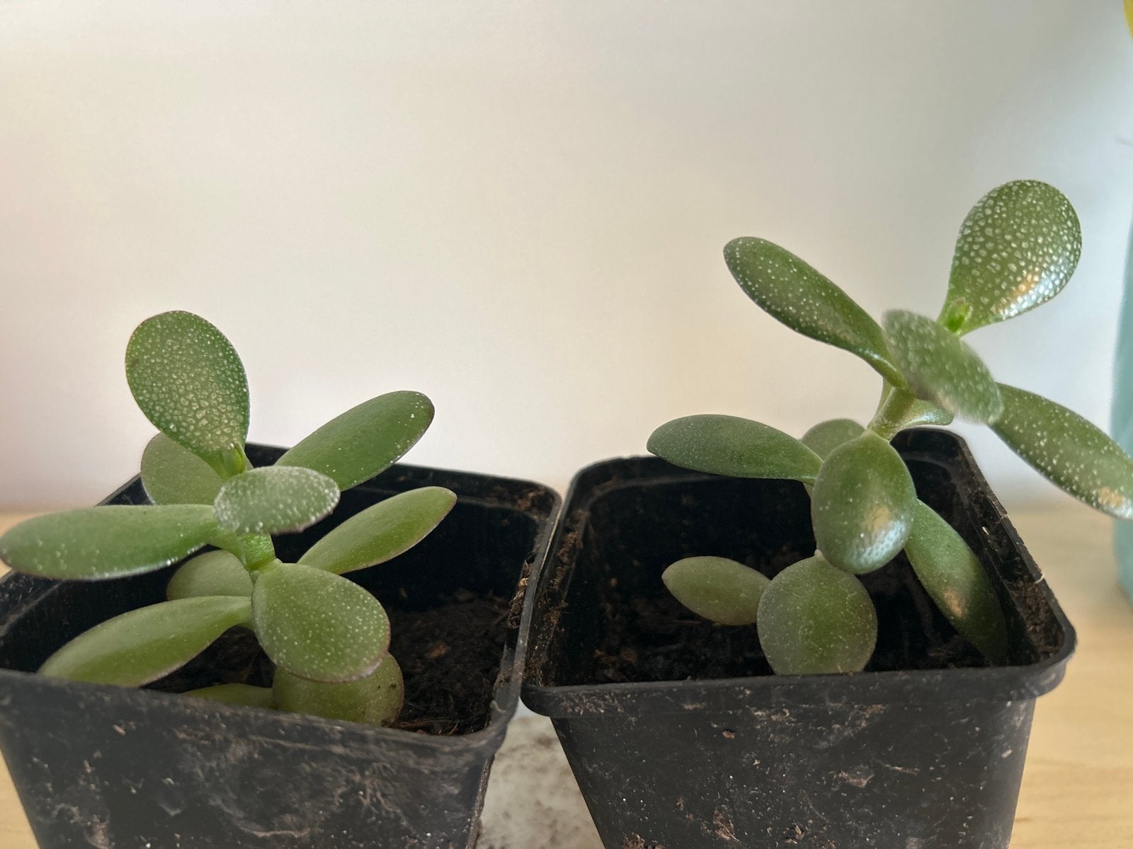 Twee kleine vetplantjes in pot (geldboom), Tuin en Terras, Vaste plant, Bloeit niet, Halfschaduw, Ophalen