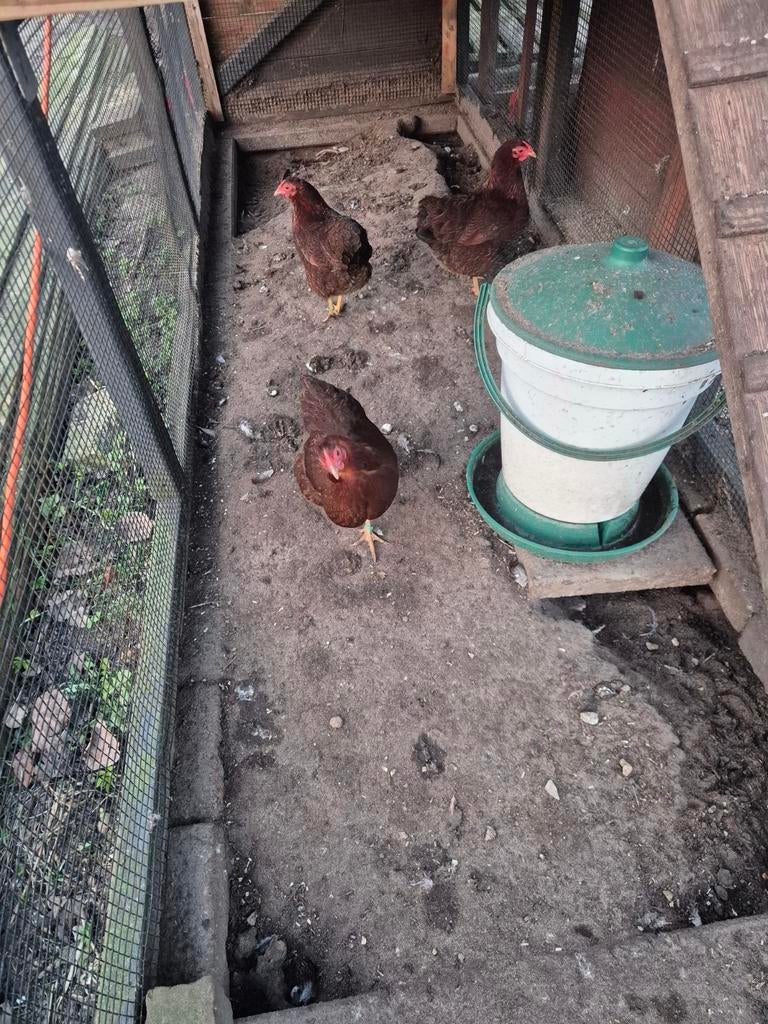 Broedeieren wyandotte meerzomige roodpatrijs, Dieren en Toebehoren, Geslacht onbekend, Kip