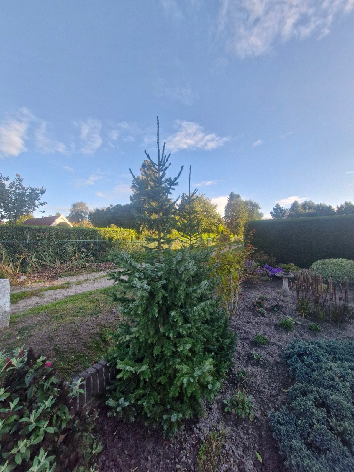 Kerstbomen, Ophalen, Halfschaduw, Overige soorten, 100 tot 250 cm