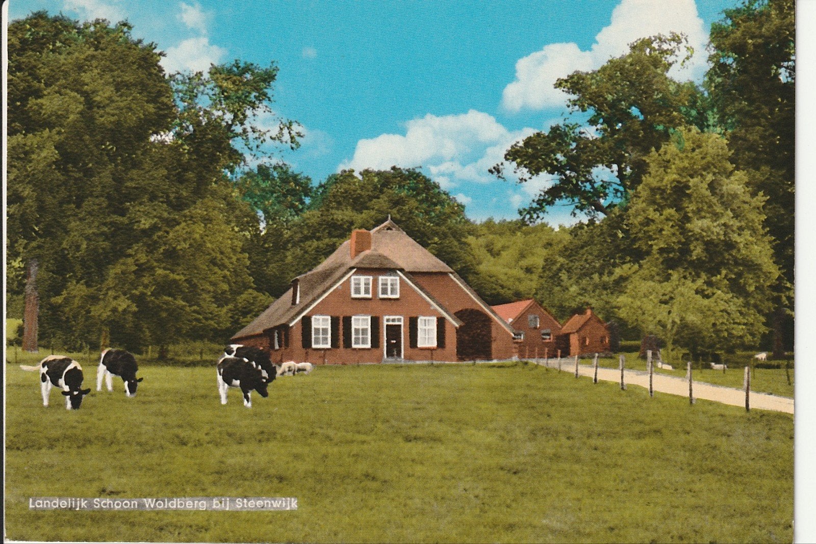 STEENWIJK WOLDBERG LANSELIJK SCHOON BOERDERIJ KOEIEN SCHAPEN, Ophalen of Verzenden, 1960 tot 1980, Ongelopen, Overijssel