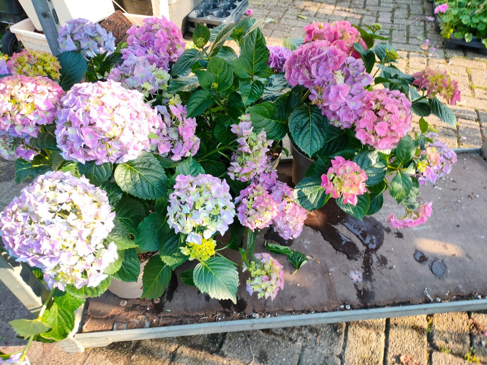 Prachtige Hortensia's - Hydrangea, Ophalen, Overige soorten, Halfschaduw
