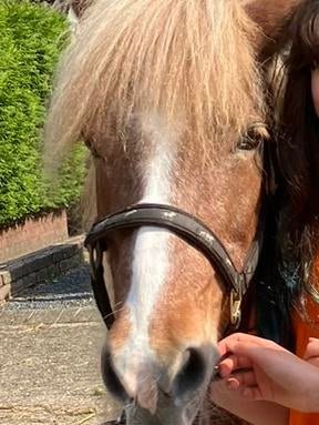 Verzorgpony gezocht omgeving Amstelveen, Dieren en Toebehoren, Ophalen of Verzenden