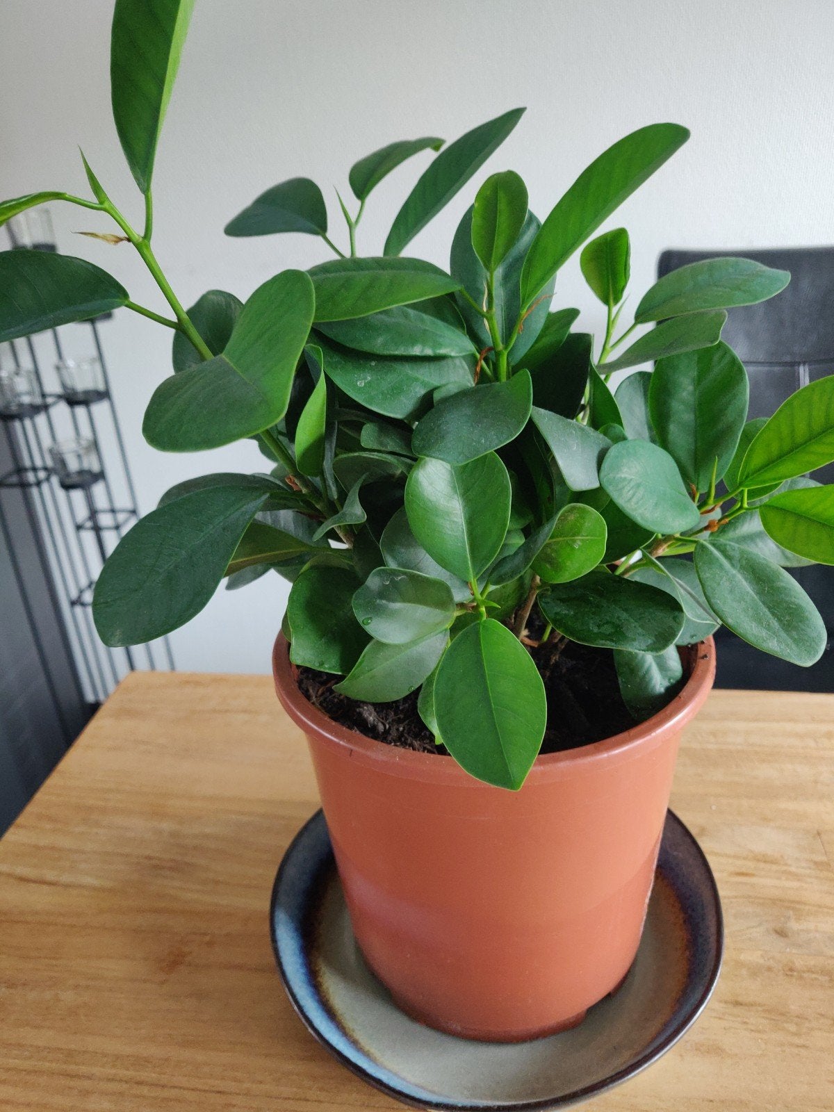 Ficus plant, Ophalen, Ficus, Halfschaduw, Minder dan 100 cm