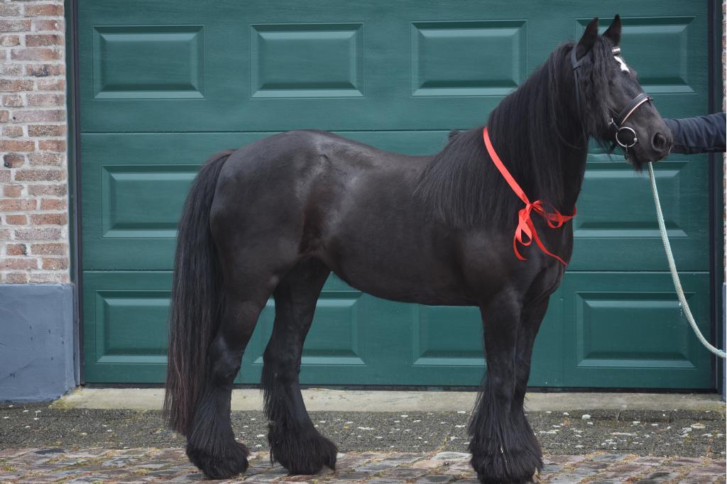 Beginnersgeschikte, 10 jarige , gitzwarte Tinker dame, Dieren en Toebehoren, Pony's, Merrie, B, D pony (1.37m tot 1.48m), Recreatiepony