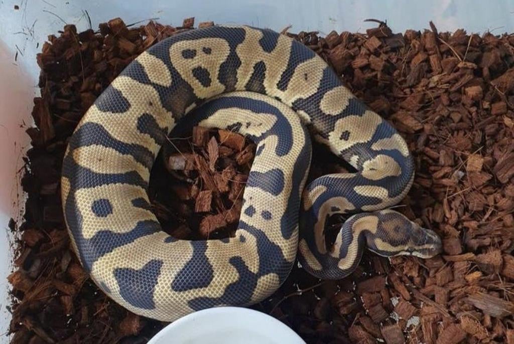 Koningspython/ ballpython met terrarium, Dieren en Toebehoren, Slang, Met terrarium, 0 tot 2 jaar