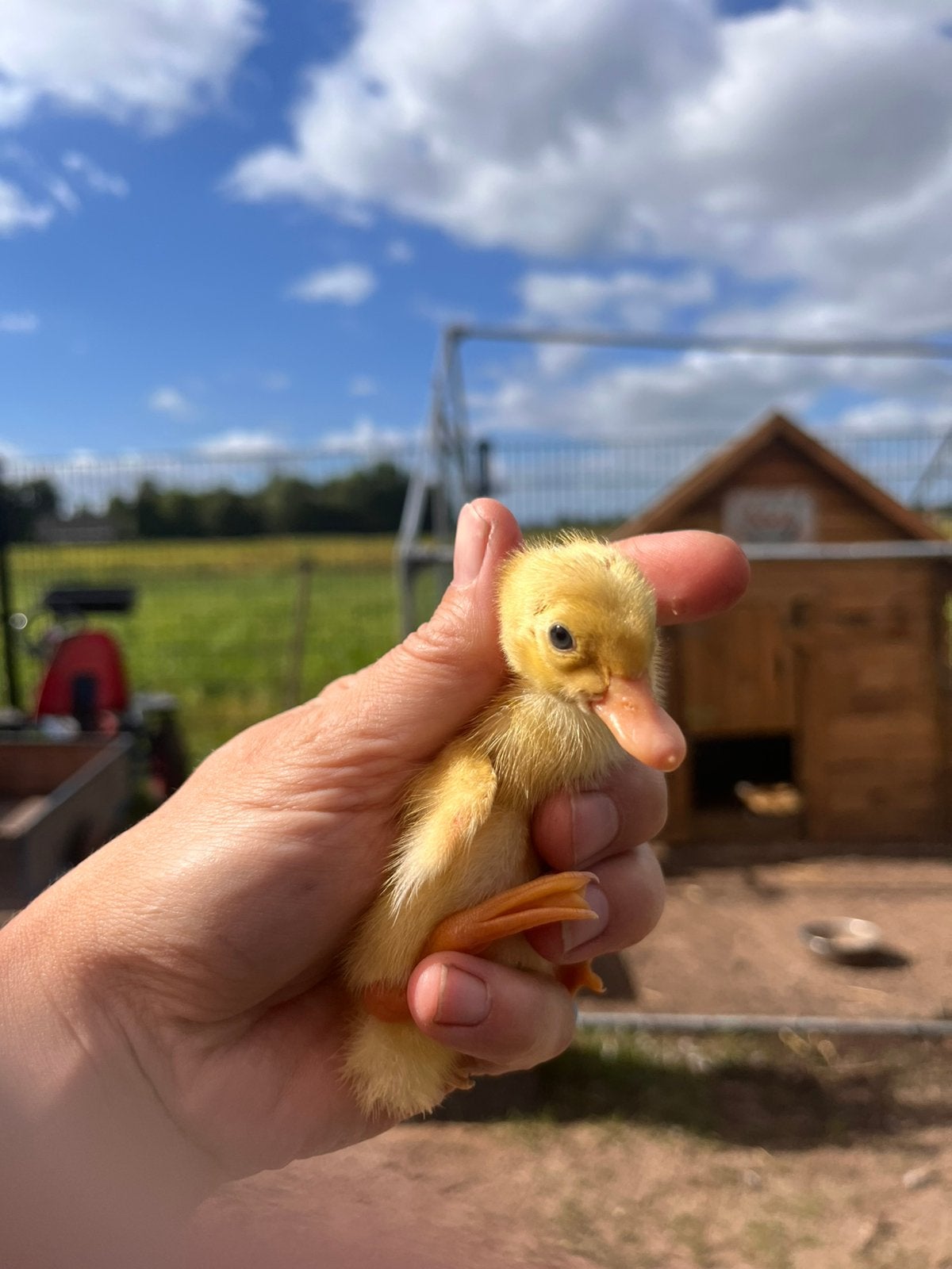 Prachtige zuivere Indische loopeend pulletjes, Dieren en Toebehoren, Pluimvee, Mannelijk, Eend