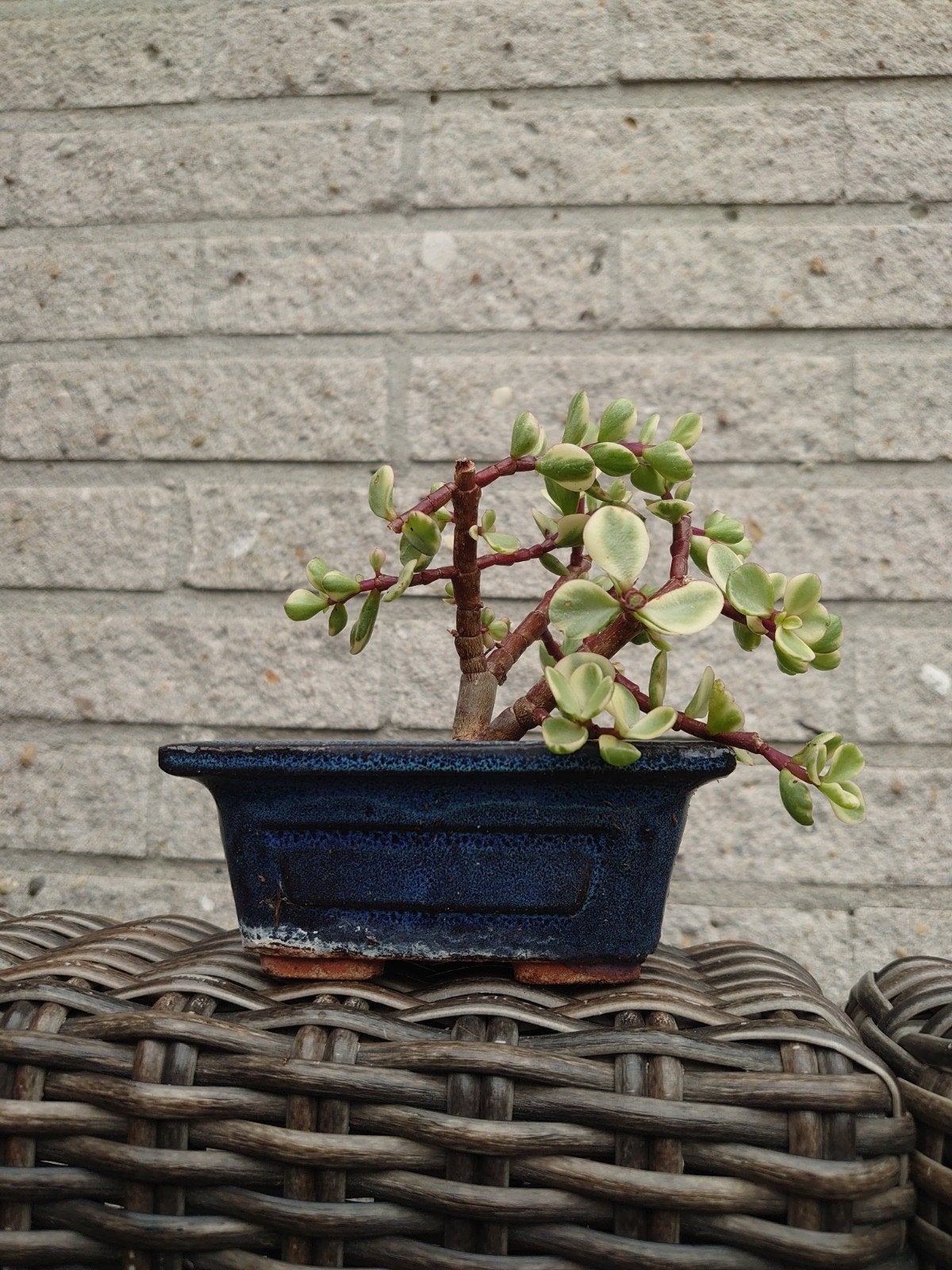 Bonsai Porticula Afra incl pot, Ophalen, Halfschaduw, Minder dan 100 cm