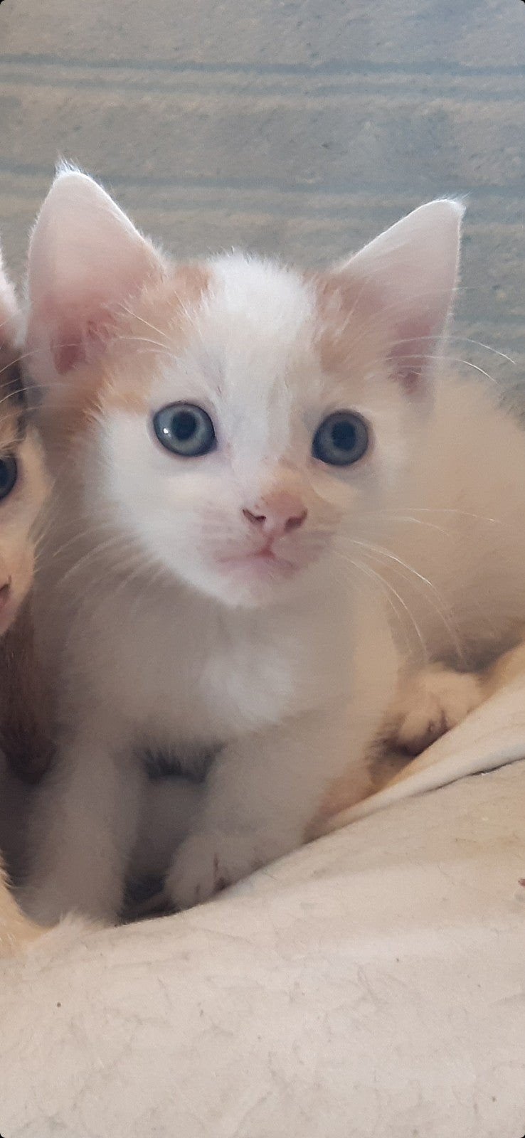 3 jonge kitten (1e foto en nr 2 & 5) en 1 iets oudere kitten, 0 tot 2 jaar