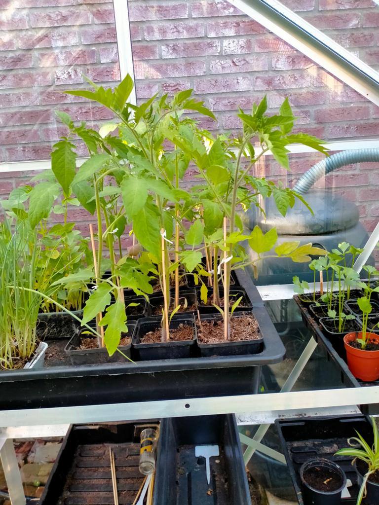 Biologisch gekweekte tomatenplanten 0,50 ct per stuk, Tuin en Terras, Ophalen, Eenjarig, Groenteplanten, Volle zon