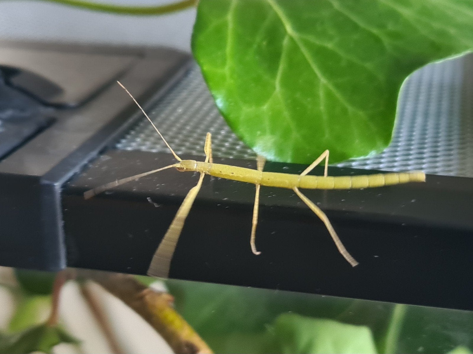 Indische wandelende takken, Wandelende tak