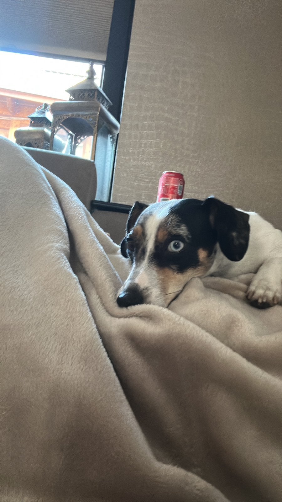 Lieve jackrussel teef, Dieren en Toebehoren, 15 weken tot 1 jaar, Teef, Eén hond, Klein