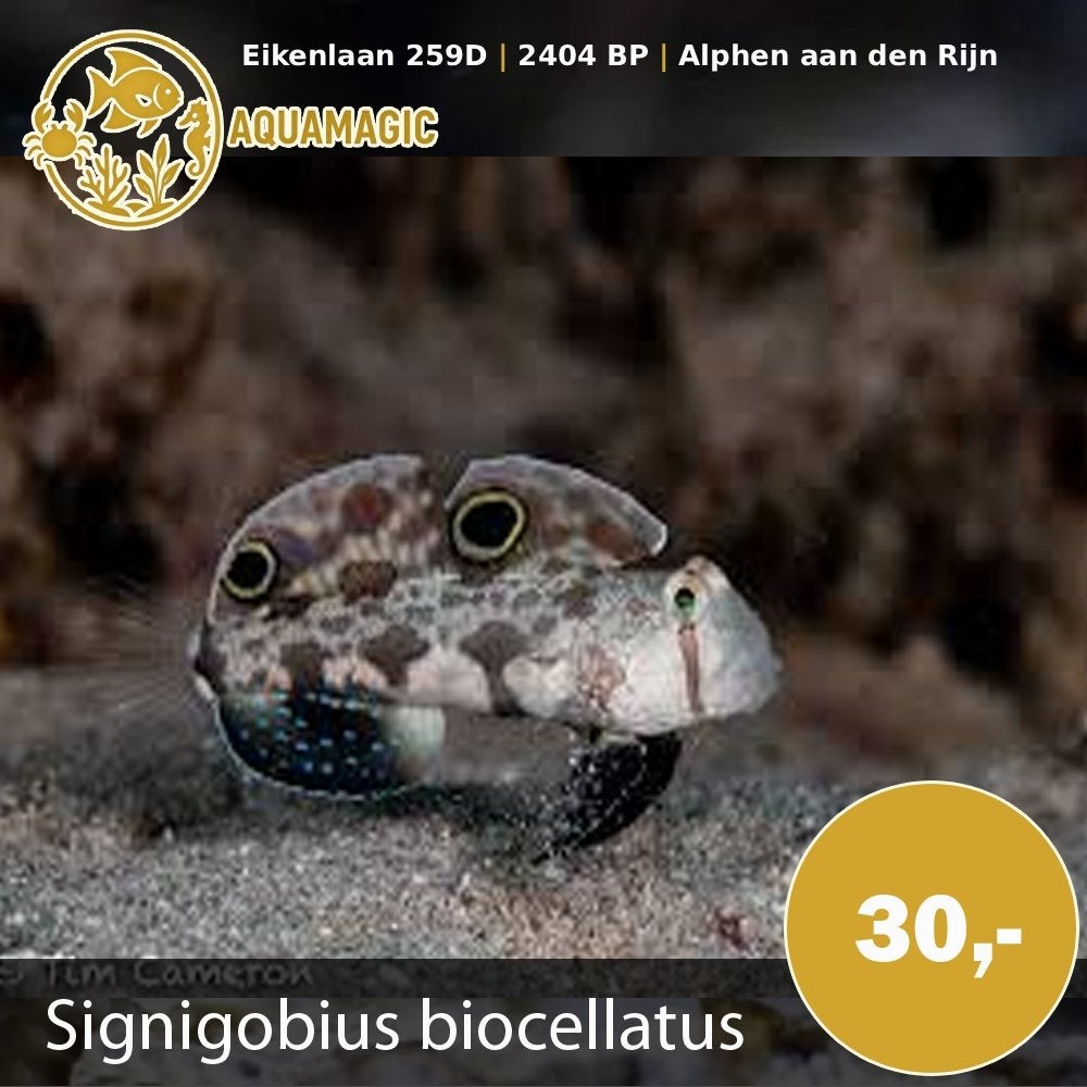 signigobius biocellatus, Dieren en Toebehoren, Vis, Zoutwatervis